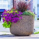 Concrete planter with purple flowers and ornamental grass.