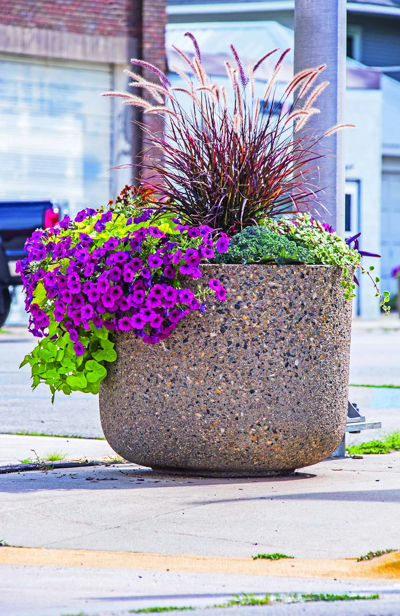 Concrete planter with purple flowers and ornamental grass.