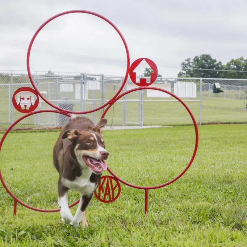 Dog running through a red hoop in an outdoor field.