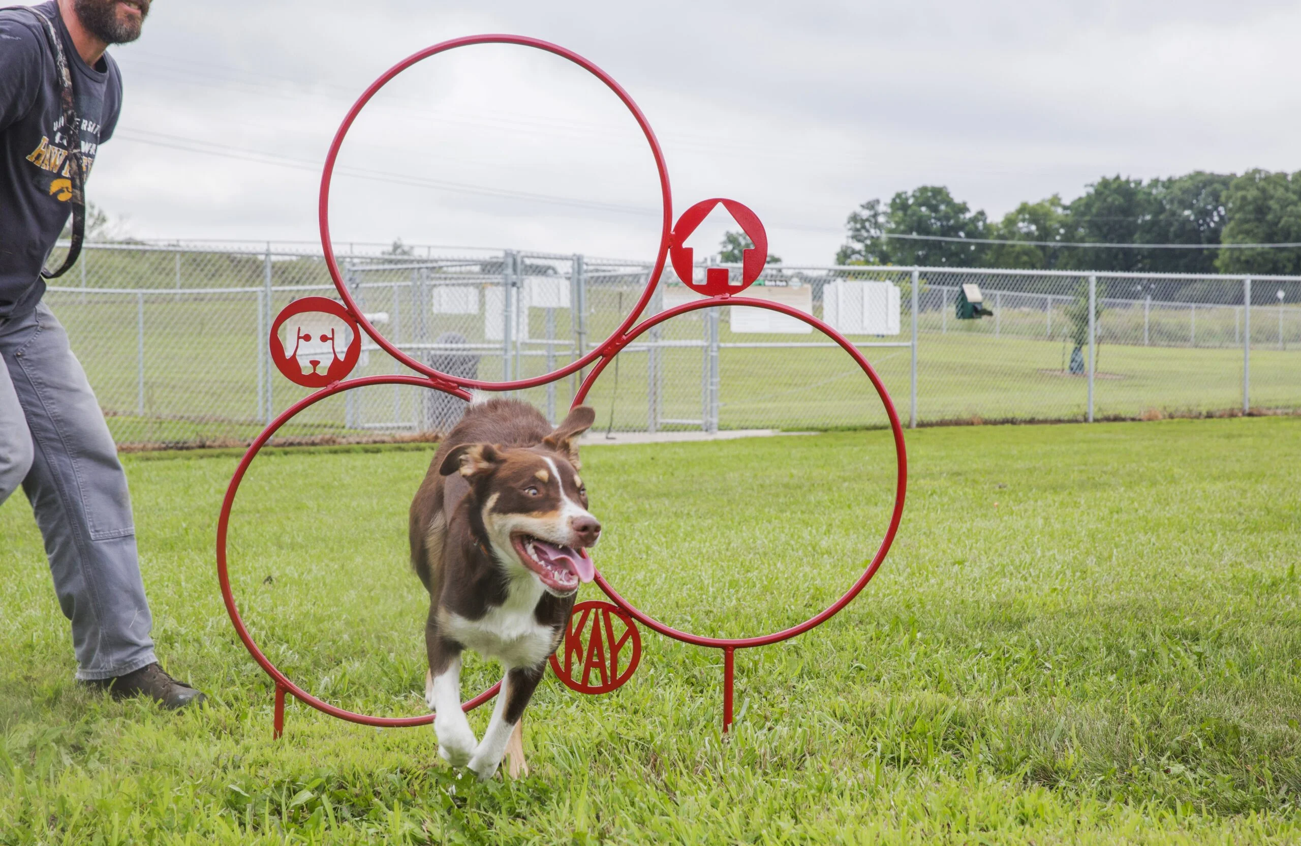 Dog running through a red hoop in an outdoor field.