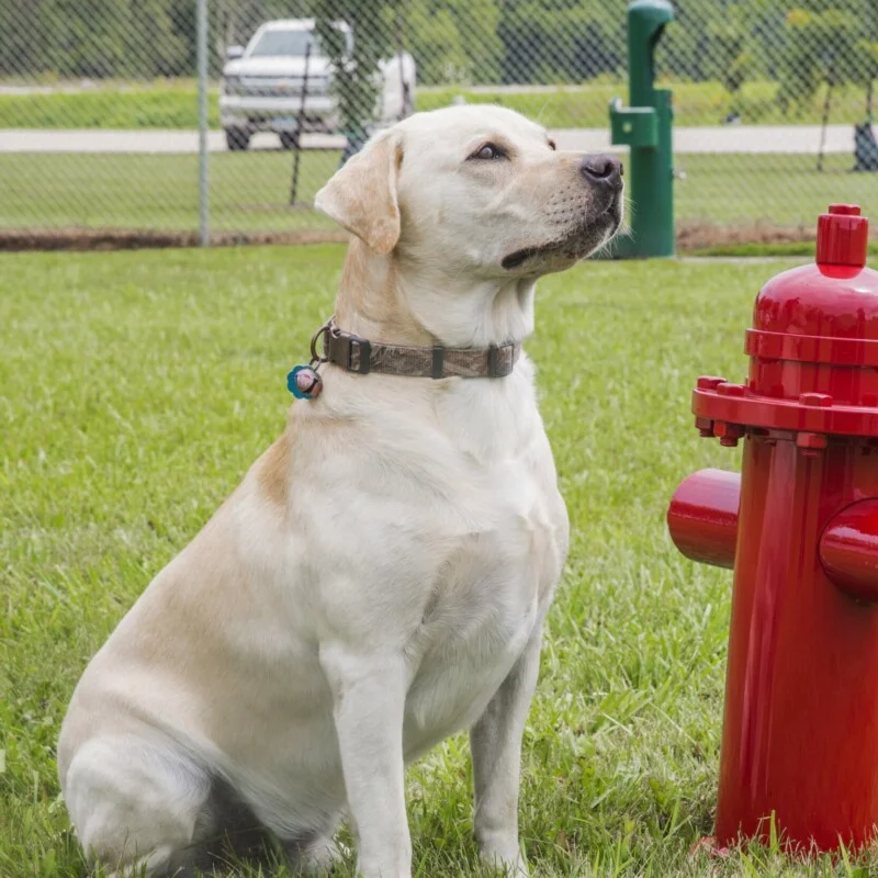 Labrador retriever sitting next to a red fire hydrant.