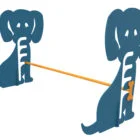 Two elephants pulling on a rope.