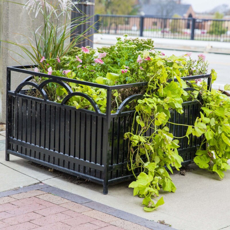 Black metal planter box with green plants and pink flowers.