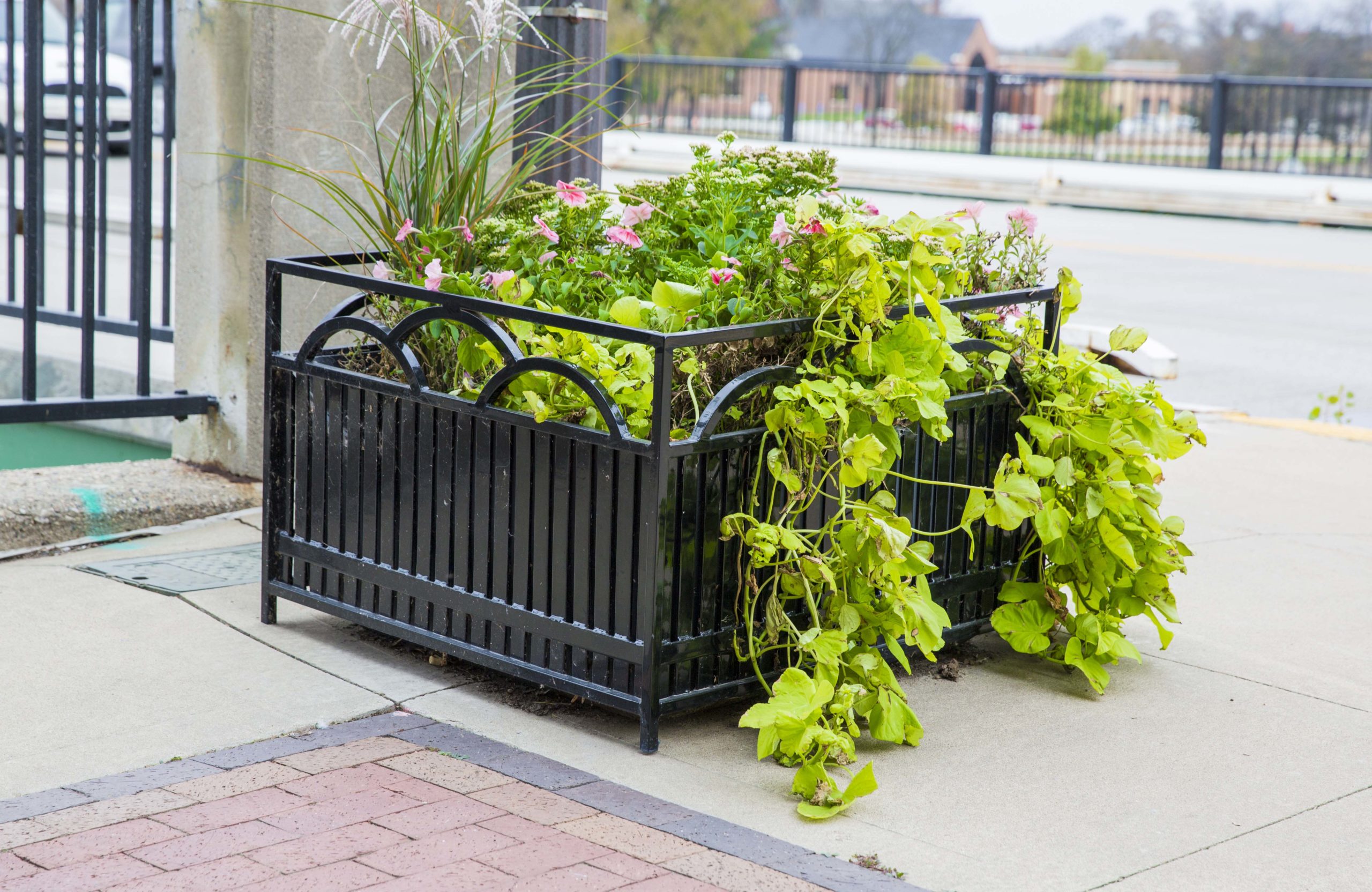 Black metal planter box with green plants and pink flowers.