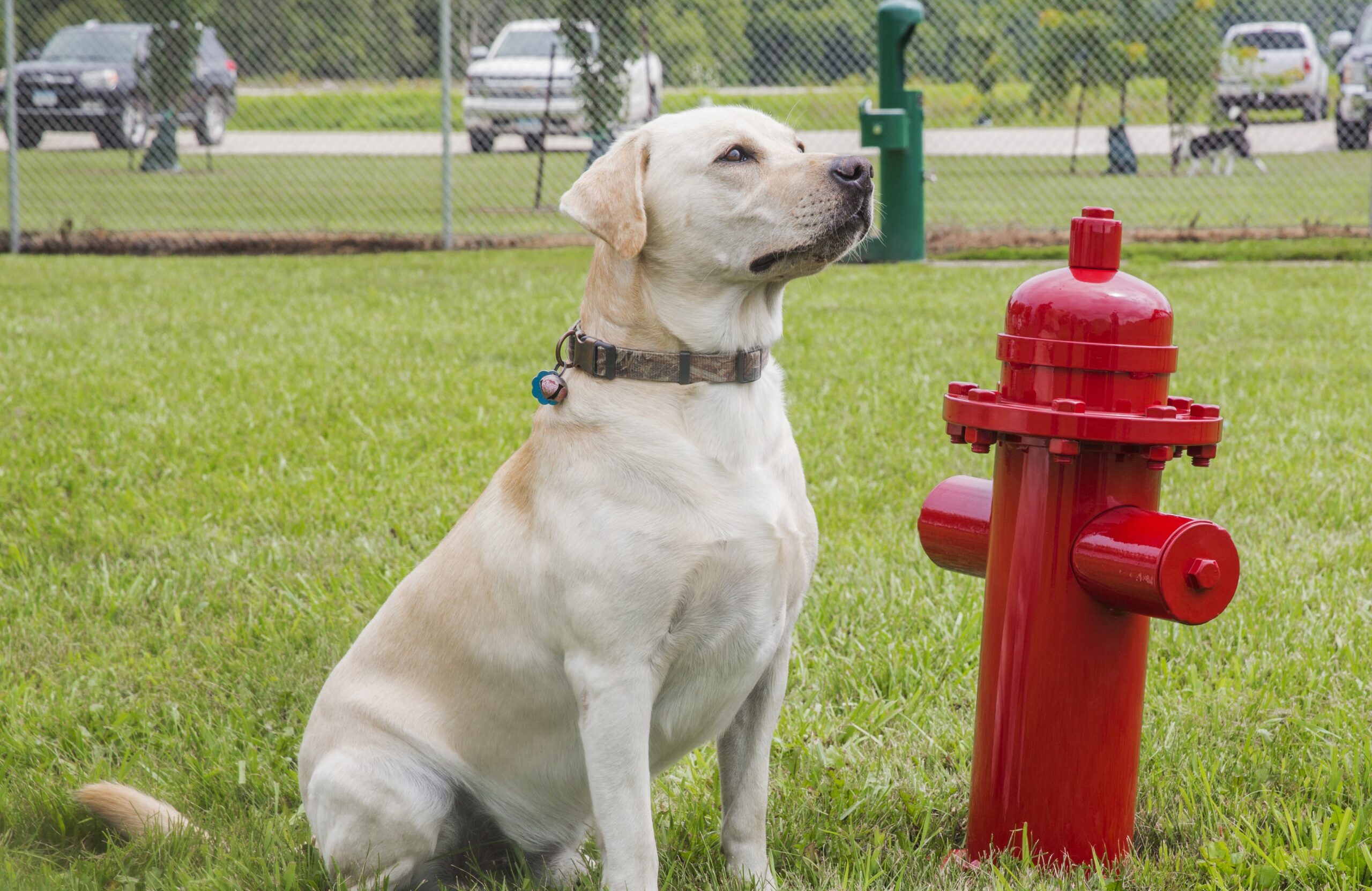 Labrador retriever sitting next to a red fire hydrant.